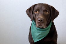 A Chocolate Labrador Retriever Dog Sits On A Light Background In A Green Bandana Or Pink Crown, Blue Bunny Ears Made Of Blue Fabric For A Halloween Or Christmas Outfit. A Beautiful Domestic Retriever