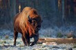 European bison - Wisentbulle (Bos bonasus oder Bison bonasus)