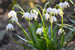 © orestligetka - In spring, Leucojum vernum blooms in nature
