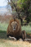 Fototapeta Sawanna - lion in the wild