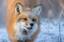 American Red Fox (Vulpes Vulpes) In Winter
