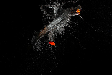 Wall Mural - burst water balloon background