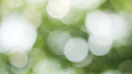 Wall Mural - Sunny abstract green nature background, Blur park with bokeh light , nature, garden, spring and summer season