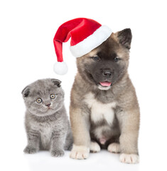 Wall Mural - Tinty kitten and  American akita puppy wearing red santa hat sit in front view and look at camera. isolated on white background