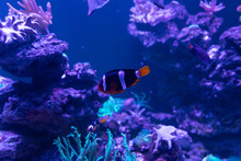 Tropical Fish Swim In Blue Seawater Sea
