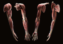 Complete Upper Extremity Muscular Anatomy