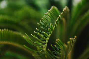 Wall Mural - Various green palm tree leaves in nature outdoor close up. Natural wallpaper background. Beauty of nature. Relaxation time in garden. Relax in national park land. High quality photo