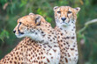 A pair of cheetahs
