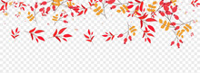 Yellow Berries Background Transparent Vector. Foliage September Frame. Burgundy Herb Landscape. Sale Design. Leaf Banner.