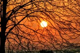 Fototapeta Pomosty - zachód słońca, słońce, światło, pomarańcz, widok, drzewo, gałęzie, horyzont, niebo,  kolor, ciepły, pogodny, ładny, lato, krajobraz