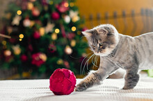 Adorable Kitten On Soft Blanket Playing With Christmas Tree Ball