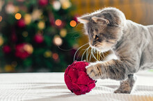 Adorable Kitten On Soft Blanket Playing With Christmas Tree Ball
