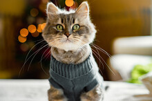 Adorable Gray Cat In Knitted Suit Sitting On Bed