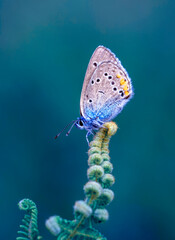 Macro shots, Beautiful nature scene. Closeup beautiful butterfly sitting on the flower in a summer garden.