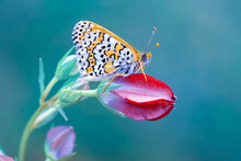 Macro Shots, Beautiful Nature Scene. Closeup Beautiful Butterfly Sitting On The Flower In A Summer Garden.