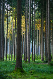 Fototapeta Las - Misty early morning in the forest of Perlacher Forst in Munich with pine trees growing on the moss ground