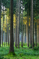 Misty early morning in the forest of Perlacher Forst in Munich with pine trees growing on the moss ground