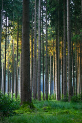 Misty early morning in the forest of Perlacher Forst in Munich with pine trees growing on the moss ground