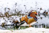 Kaczka mandarynka, kolorowa i okazała kaczka w zimie nad stawem w parku, Jastrzębie Zdrój