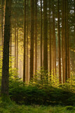 Fototapeta Las - Misty early morning in the forest of Perlacher Forst in Munich with pine trees growing on the moss ground