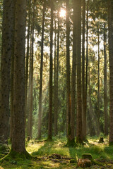 Misty early morning in the forest of Perlacher Forst in Munich with pine trees growing on the moss ground