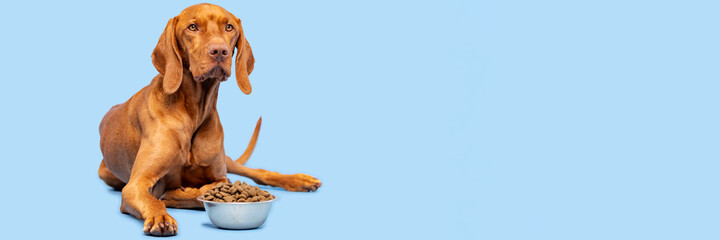 Dog food studio shot. Vizsla dog with bowl full of kibble isolated over pastel blue background. Dry pet food banner.