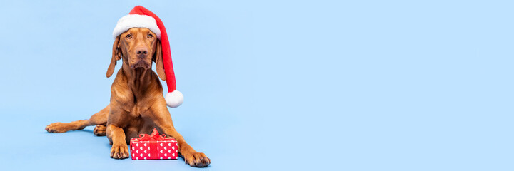 Wall Mural - Dog Christmas Present Banner. Vizsla wearing red Santa hat and beautiful wrapped xmas present studio portrait on pastel blue background. Merry Christmas.