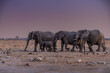 Elephants at sunset next to Nxai Pan waterhole, Botswana