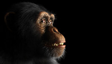 Chimpanzee Monkey Face Portrait On Black