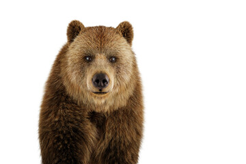 brown grizzly bear isolated on white.