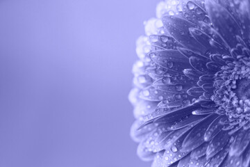 Wall Mural - purple gerbera flower petals with drops of water. abstract background. very peri