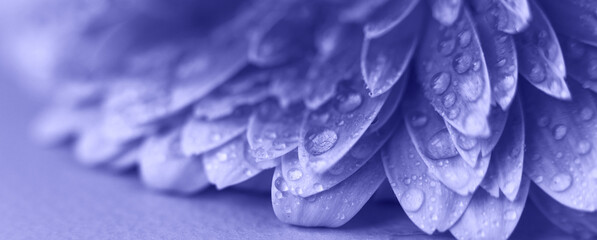 Wall Mural - purple gerbera flower petals with drops of water. abstract background. very peri