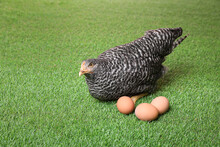 Beautiful Chicken With Eggs On Green Grass