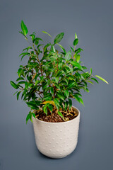Wall Mural - Green ficus leaves on a gray background