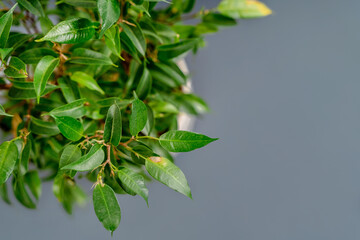 Wall Mural - Green ficus leaves on a gray background