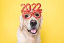Dog Wearing Glasses 2022 For The New Year. Golden Retriever For Christmas Sits On A Yellow Background In Red Glasses. Postcard With Place For Text For The New Year With A Pet.