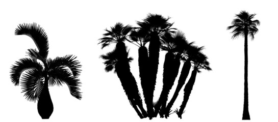palm tree on white background. Isolated garden element