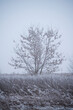 zima, drzewa zimą, zimowe drzewa, zimowe lasy, zimowy las, zamrźniete drzewa, śnieg i szron 