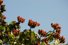 Annatto Tree (Bixa Orellana) And Its Fruits Growing In An Organically Grown Agroforestry System In The City Of Rio De Janeiro, Brazil.