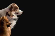 Border Collie, Jack Russell Terrier, Pomeranian Spitz Dogs Portraits In Studio On Black Background