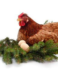 Wall Mural - Brown chicken with a Christmas tree branch with eggs.