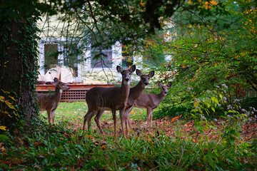 Wild deer in the fall in a suburban New Jersey backyard