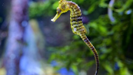 Wall Mural - Longsnout seahorse (Hippocampus reidi) or slender seahorse - sea horse, small marine fish in the family Syngnathidae.