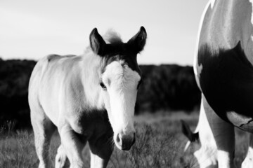 Poster - Bald face colt foal horse closeup in farm field for rustic livestock portrait.