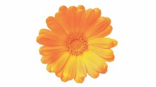 Orange Flower, Bud With Petals, Rotating On White Background, Top View.