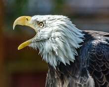 Portrait Of A Bald Eagle With An Open Mouth, Vancouver Island, Vancouver, British Columbia, Canada