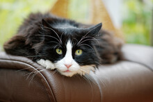 Fluffy Black And White Cat Lying On A Leather Chair