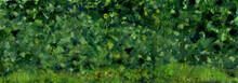 Green Bush, Hedge. Oil Painting. Background For The Screensaver.