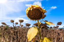 Dried Up Sunflower Field Due To Global Warming. The Summer Heat Dried Up The Sunflower Field.