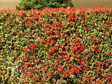 A Photinia Fraseri Red Robin Hedge With Red And Green Leaves, In A Garden In Attica, Greece